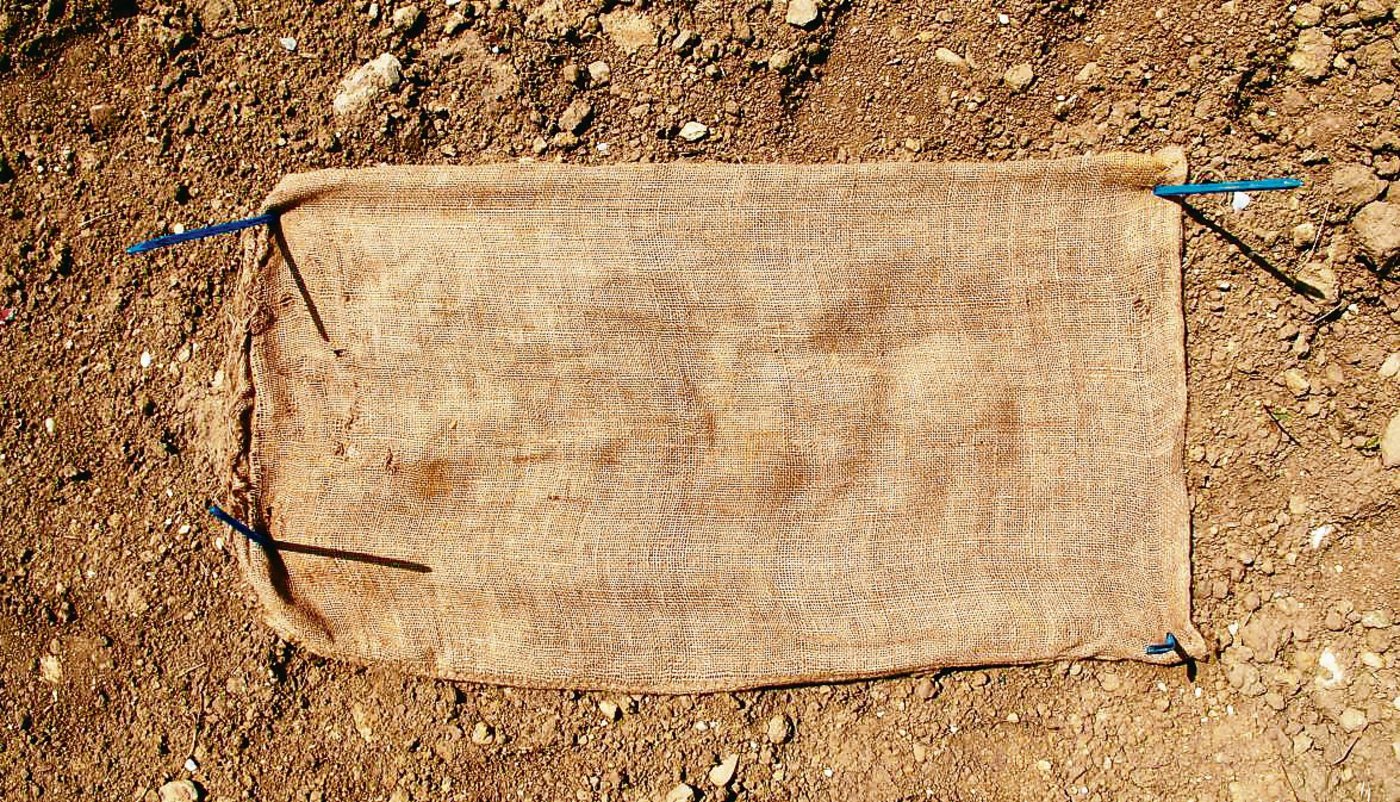 Kontrollfenster für das Abschätzen des Schneckenvorkommens. Wichtig ist das Anlegen mit Schneckenkörnern am Abend und die Kontrolle auf Schleimspuren direkt am folgenden Morgen.(Bild bg)