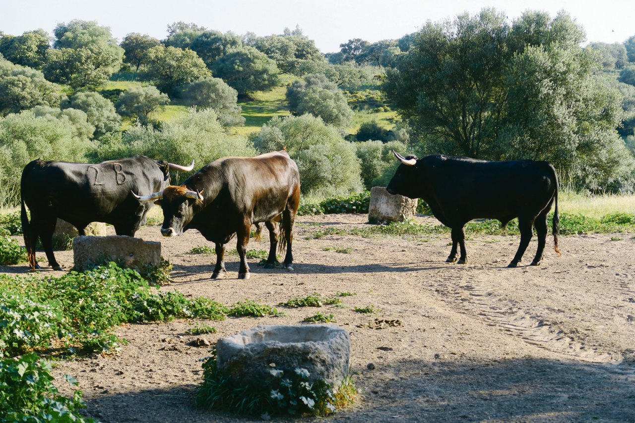 Ruhe und Frieden vor dem grossen Kampf. In Andalusien geniessen Stiere, welche für Stierkämpfe gezüchtet werden, bis zum Auftritt auf der grossen Bühne quasi ein Leben in der Wildnis. (Bilder sha)