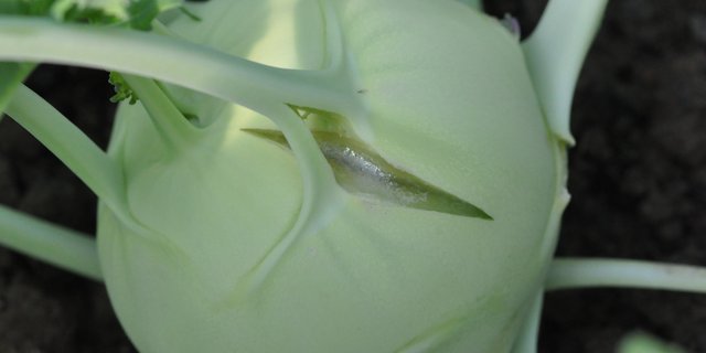 Das Platzen der Kohlrabi geschieht bei hoher Luftfeuchtigkeit unter dem Tunnel. (Bilder Agroscope)