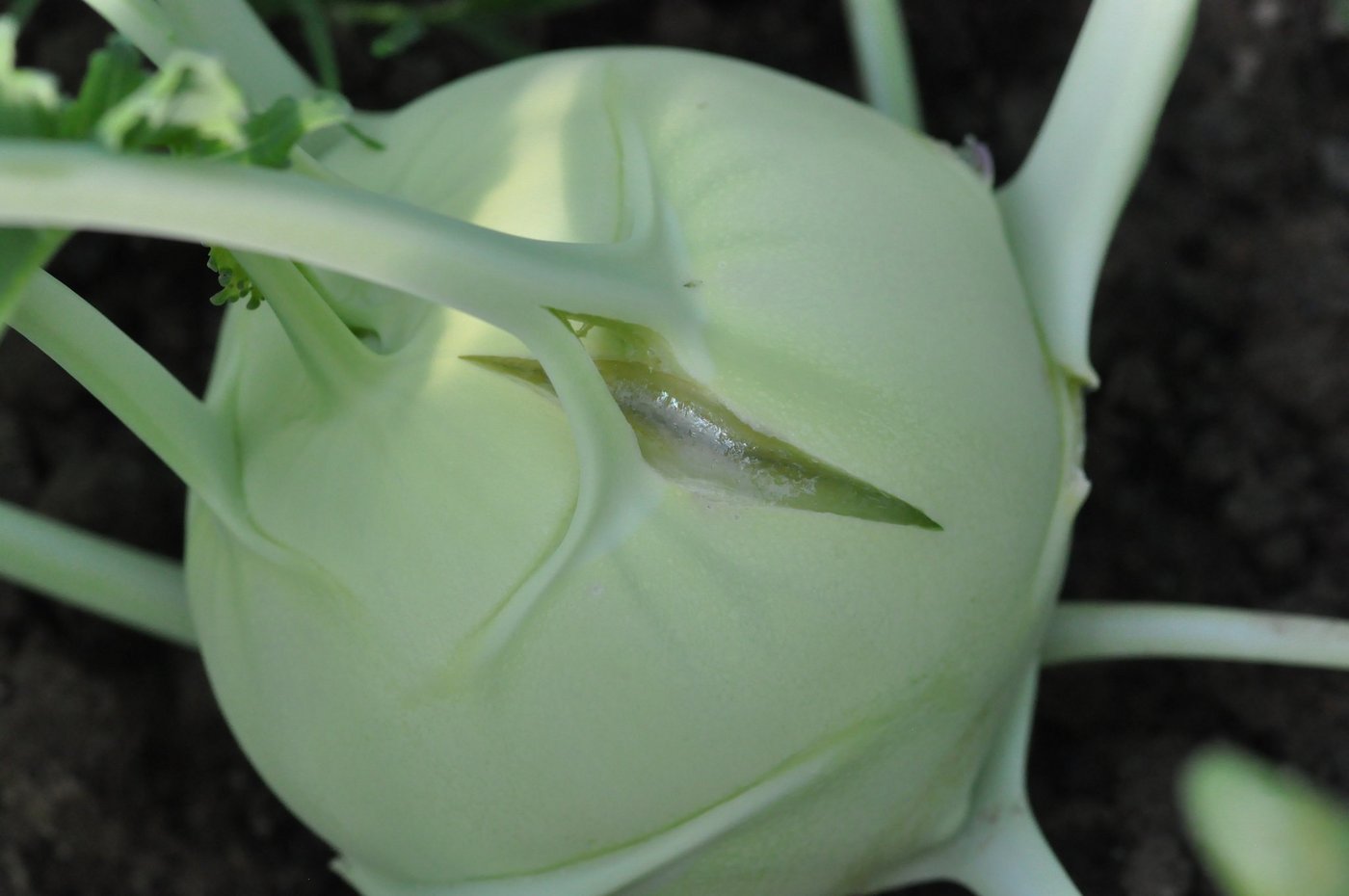 Das Platzen der Kohlrabi geschieht bei hoher Luftfeuchtigkeit unter dem Tunnel. (Bilder Agroscope)