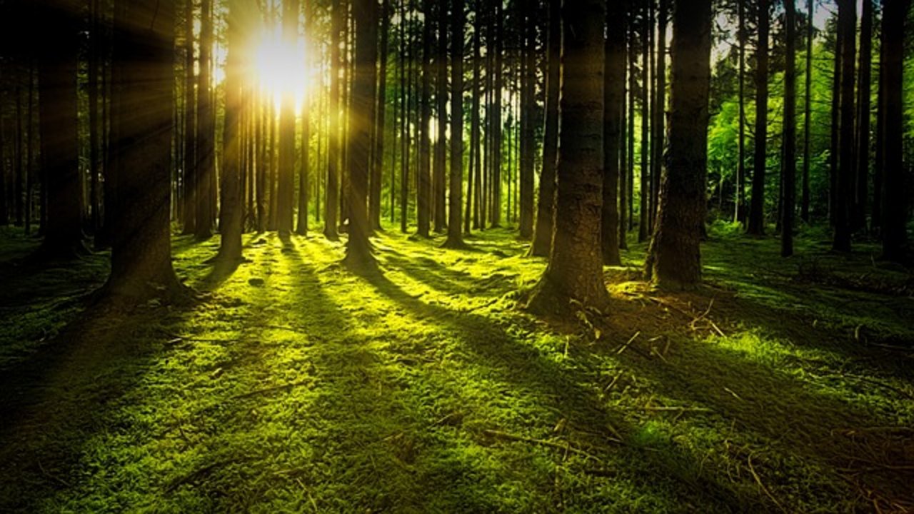35 Prozent der Privaten Waldeigentümer haben sich noch nie Gedanken darüber gemacht, wie sie ihren Wald nutzen wollen. (Bild pixabay)