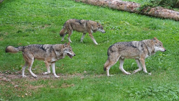 Gemässs Biologen richten Wölfe in Rudeln weniger Schäden an als Einzeltiere. (Symbolbild Pixabay)