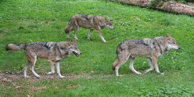 Gemässs Biologen richten Wölfe in Rudeln weniger Schäden an als Einzeltiere. (Symbolbild Pixabay)