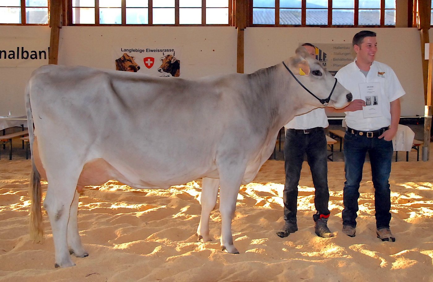 Die Champion BV Whiskey Wallora von Beat Betschart, Menzingen. (Bilder Rolf Bleisch)