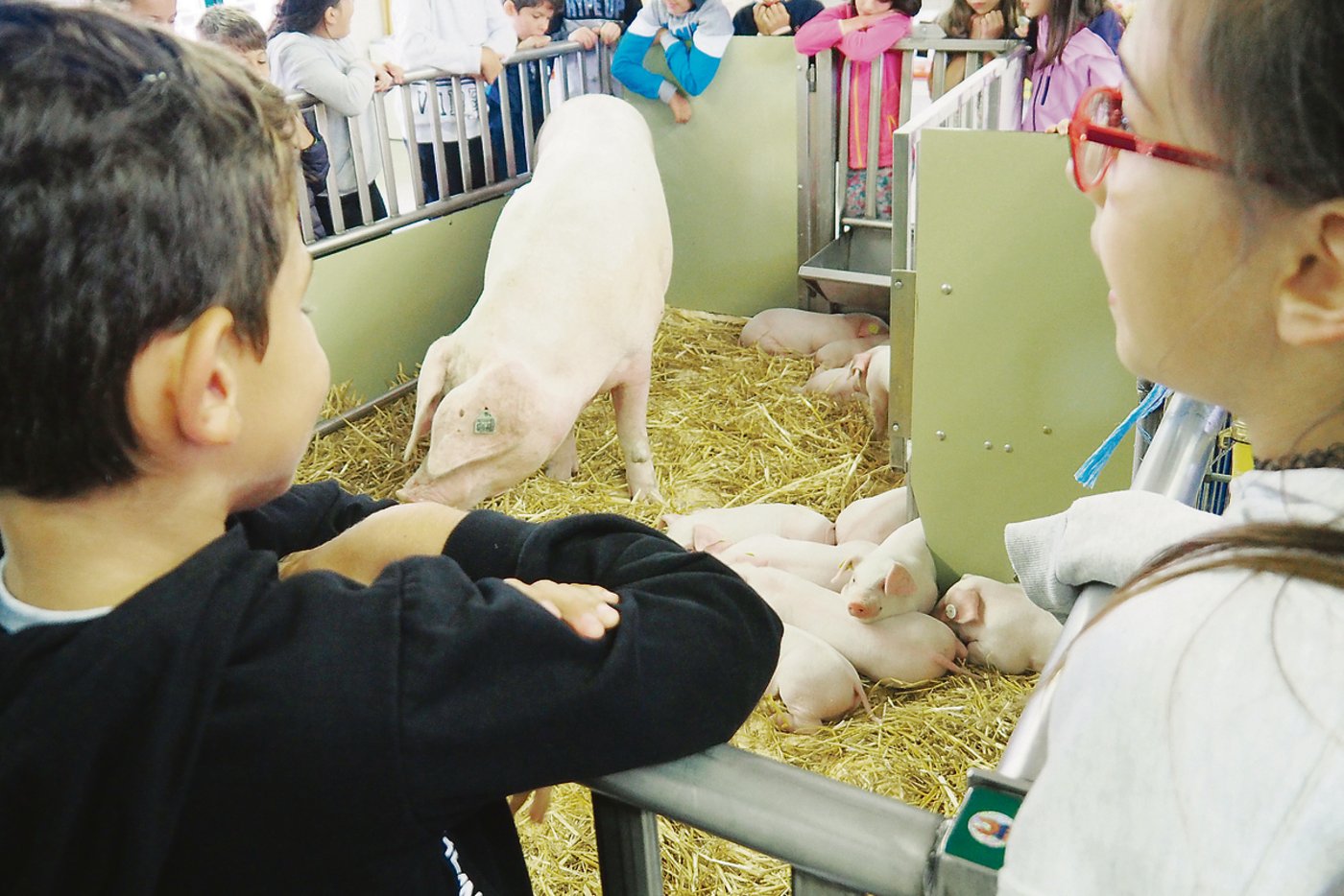 Die Muttersau und ihre Ferkel lassen sich von den neugierigen jungen Besucherinnen und Besuchern kaum beeindrucken.