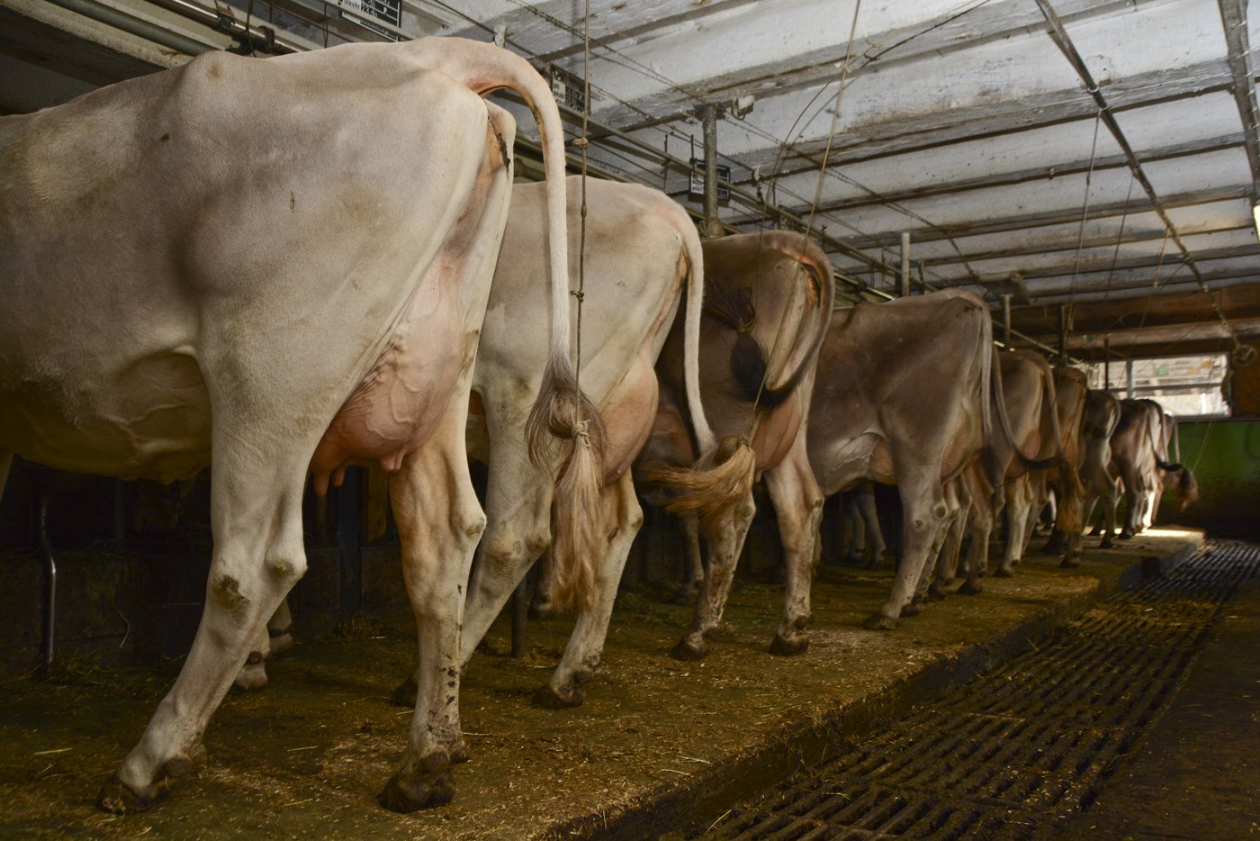 Der Fokus von Niederbergers Zucht liegt auf den Eutern, wie der Blick auf einen Teil der 23 melken Kühe zeigt.