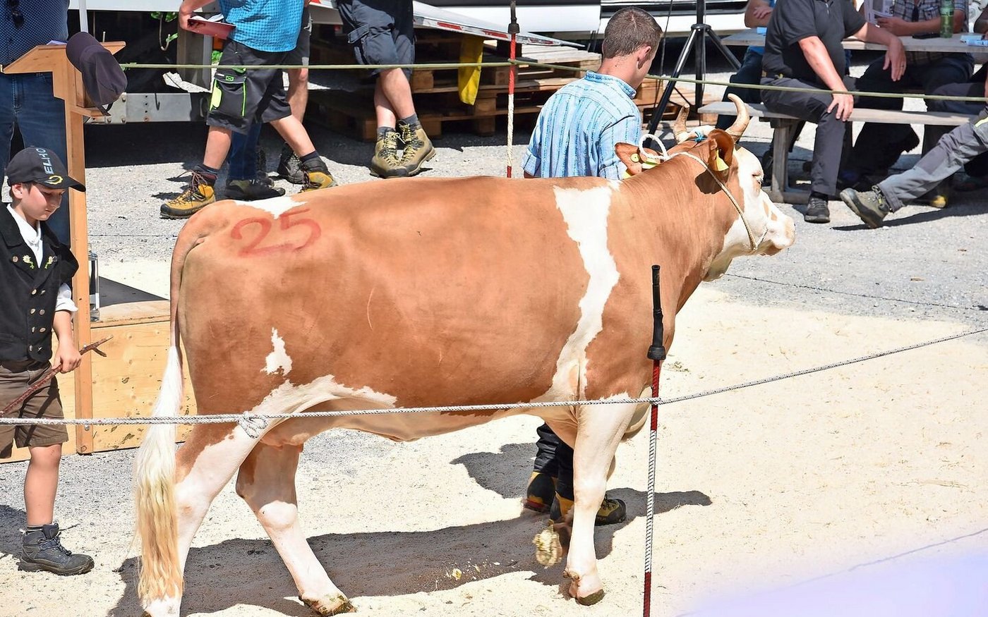 Die Simmentalerkuh Balmer’s Orando SI Himalaja von Familie Balmer, Oey, ging für 3500 Franken an einen Käufer. 