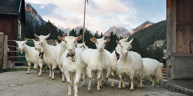 Die Appenzeller Ziegen gehören zu den vom Aussterben bedrohten Rassen. Sie gilt es vor Wolfsangriffen zu schützen.