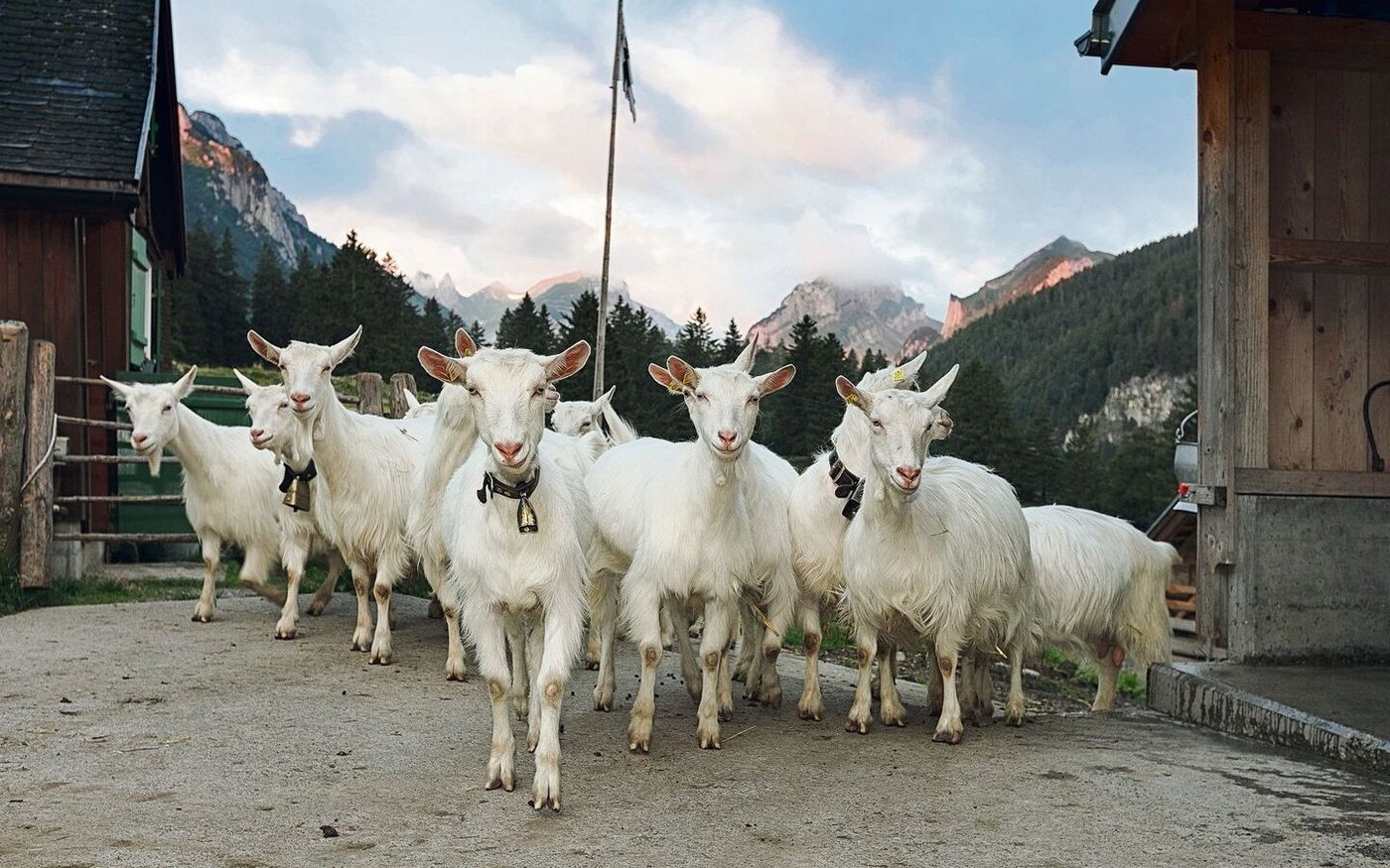 Die Appenzeller Ziegen gehören zu den vom Aussterben bedrohten Rassen. Sie gilt es vor Wolfsangriffen zu schützen.