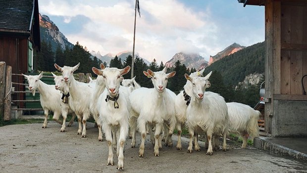 Die Appenzeller Ziegen gehören zu den vom Aussterben bedrohten Rassen. Sie gilt es vor Wolfsangriffen zu schützen.