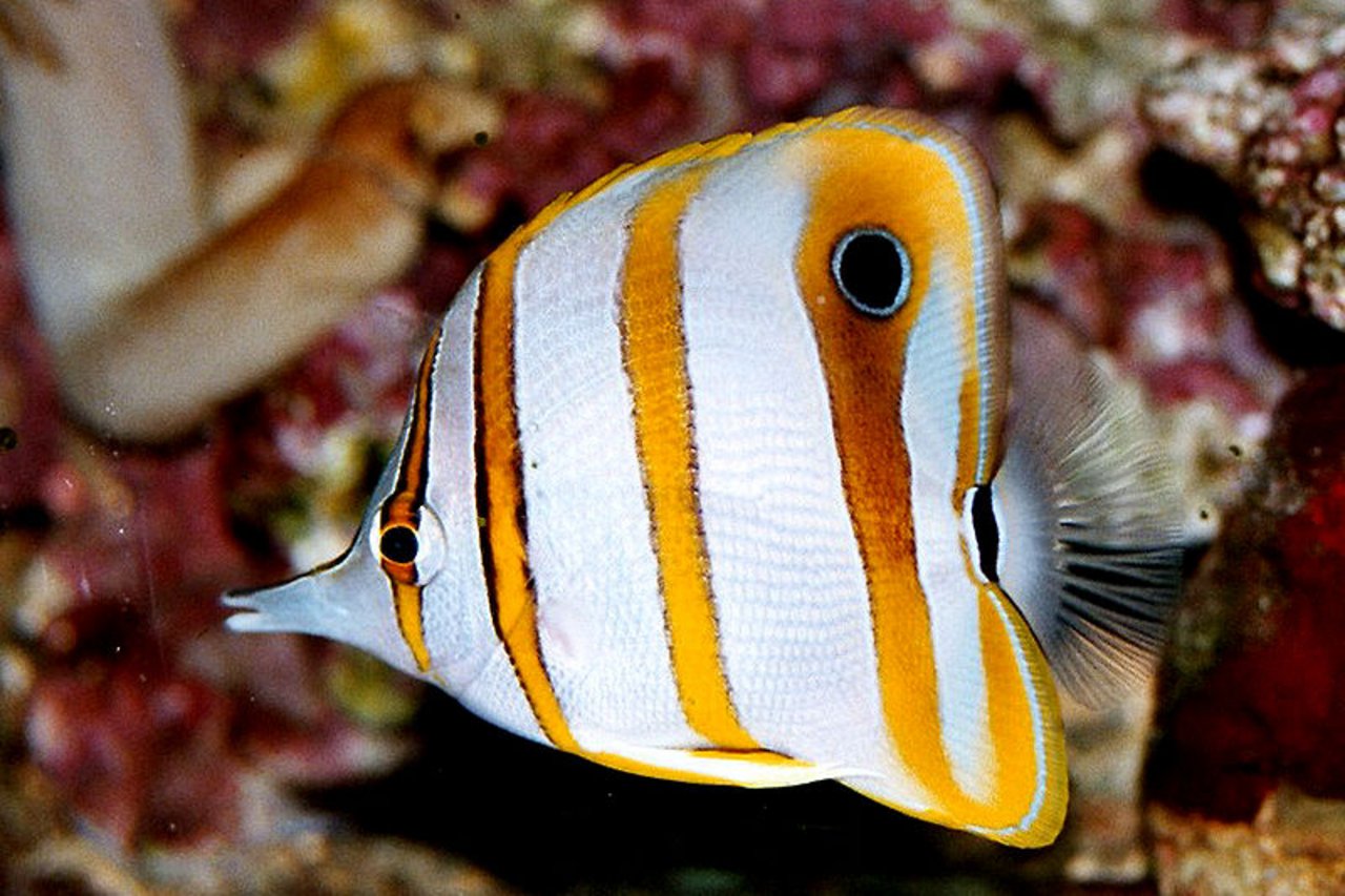 Der Kupferstreifen-Pinzettfisch ist am Great Barrier Riff zu finden. Er mag seichte Lagunen mit dichtem Korallenbewuchs. (Bild: BS Turner Hof)