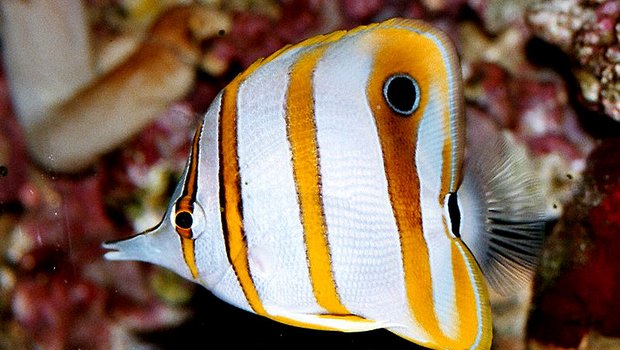 Der Kupferstreifen-Pinzettfisch ist am Great Barrier Riff zu finden. Er mag seichte Lagunen mit dichtem Korallenbewuchs. (Bild: BS Turner Hof)