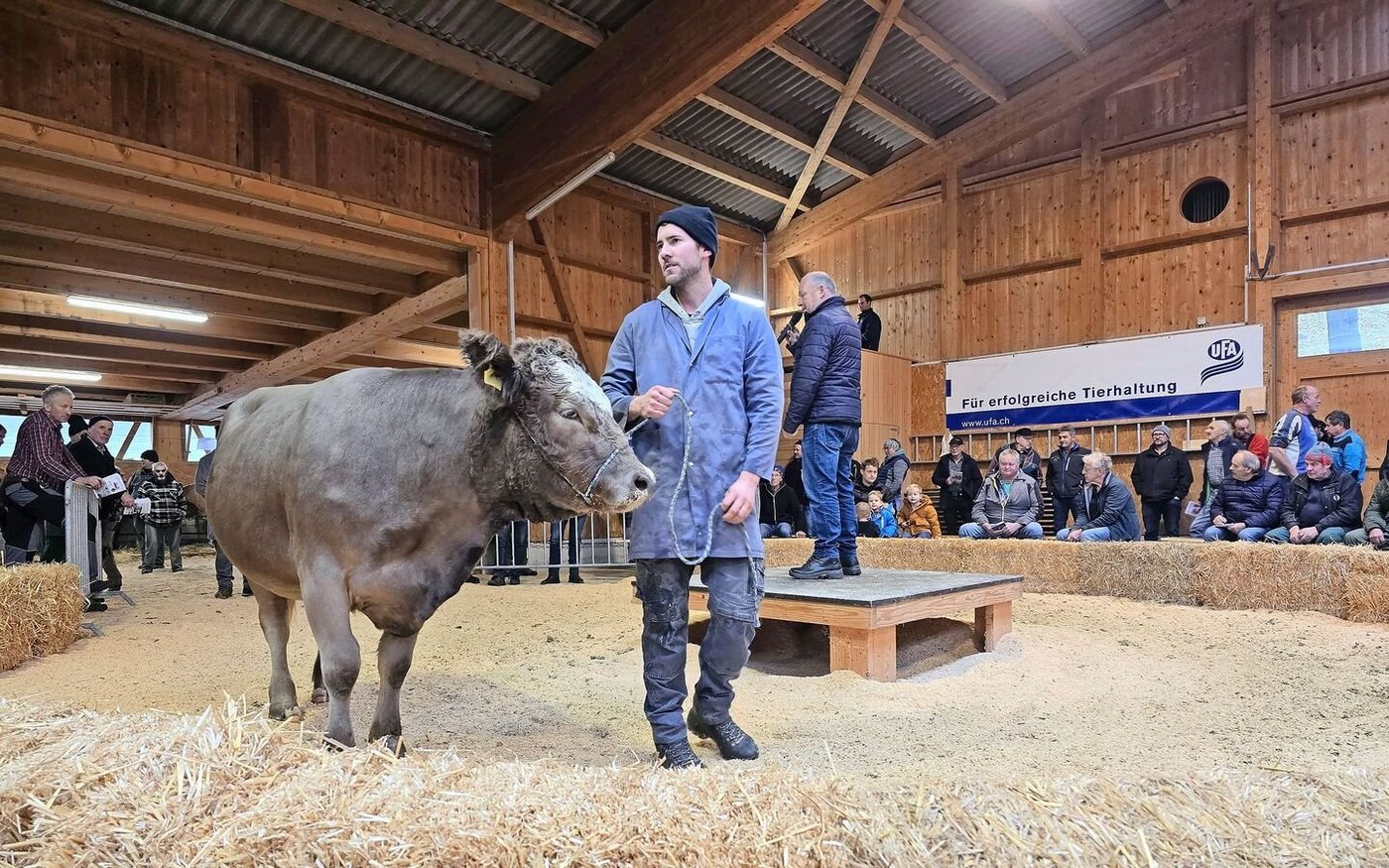 In Schüpbach werden sie angeboten: halfterführige Mutterkuhtiere. Diese Marktlücke wird von Emmentaler Landwirten erfolgreich bewirtschaftet.