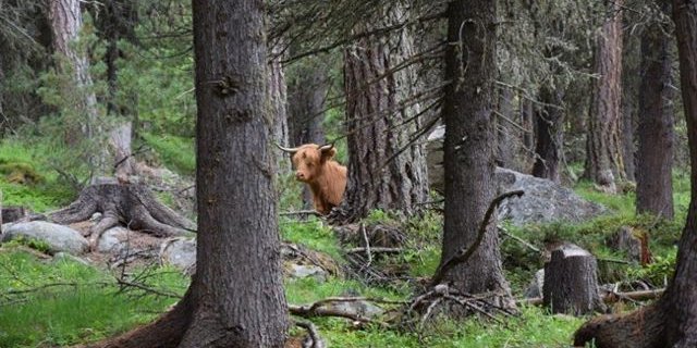 Schottische Hochlandrinder haben ihren eigenen Kopf: Ilana während ihres Ausflugs im Engadin. (Bild Kapo GR)