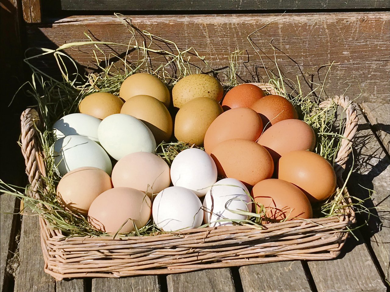 Grünlichblaue, olivfarbene und schokoladenfarbige Eier bereichern die Farbpalette (Bild Alexandra Stückelberger).