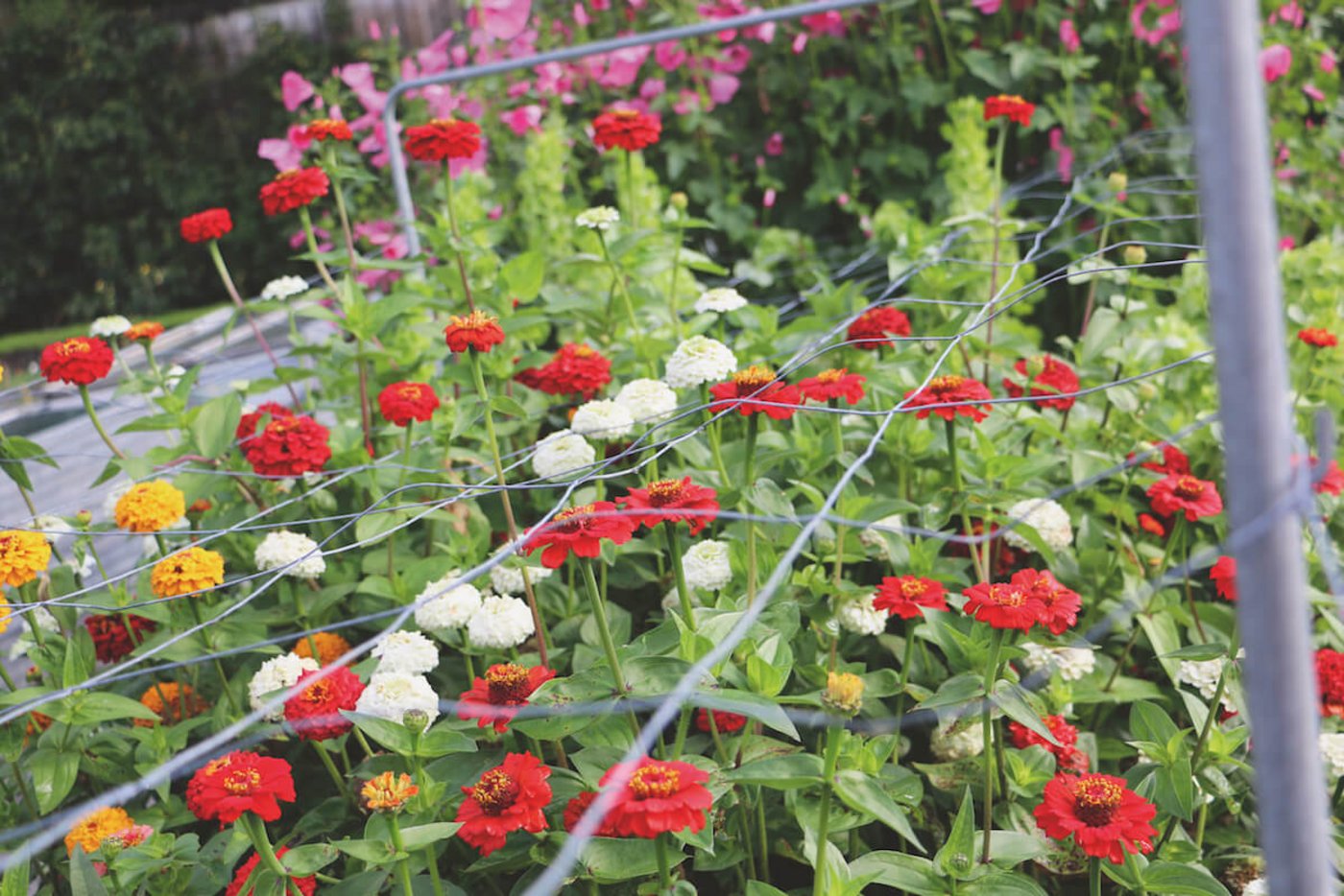 Schnittblumen aus dem eigenen Garten: Zinien mit Stützhilfe (Foto: Eveline Dudda)
