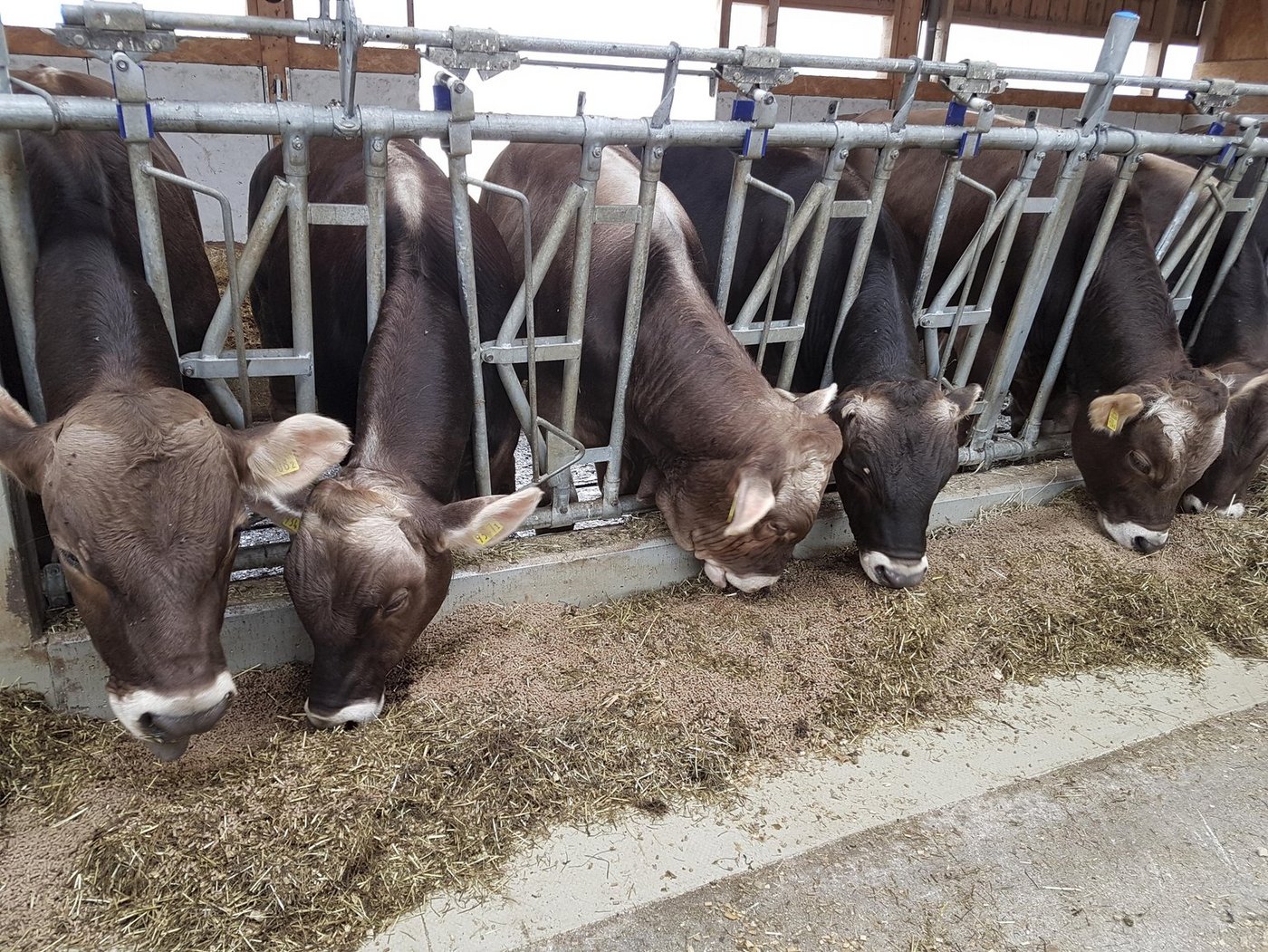 Agristat, der Geschäftsbereich Statistik des Schweizer Bauernverbandes, erstellt jedes Jahr eine Futterbilanz. (Bild ji) 