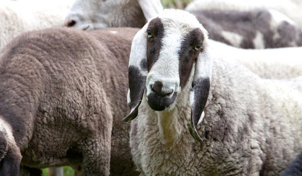 Die Saaser Mutter hat ihren Namen von Pro Specie Rara bzw. der neueren Züchterschaft erhalten: Die Schafe kommen noch vor allem im Saastal vor und «Mutte» ist ein Walliser Ausdruck für Schaf. (Bild Pro Specie Rara)