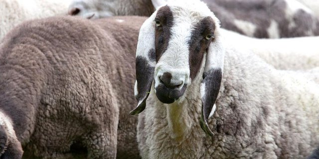 Die Saaser Mutter hat ihren Namen von Pro Specie Rara bzw. der neueren Züchterschaft erhalten: Die Schafe kommen noch vor allem im Saastal vor und «Mutte» ist ein Walliser Ausdruck für Schaf. (Bild Pro Specie Rara)