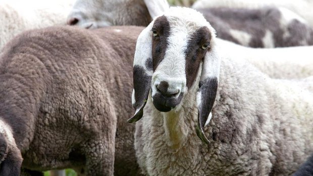 Die Saaser Mutter hat ihren Namen von Pro Specie Rara bzw. der neueren Züchterschaft erhalten: Die Schafe kommen noch vor allem im Saastal vor und «Mutte» ist ein Walliser Ausdruck für Schaf. (Bild Pro Specie Rara)