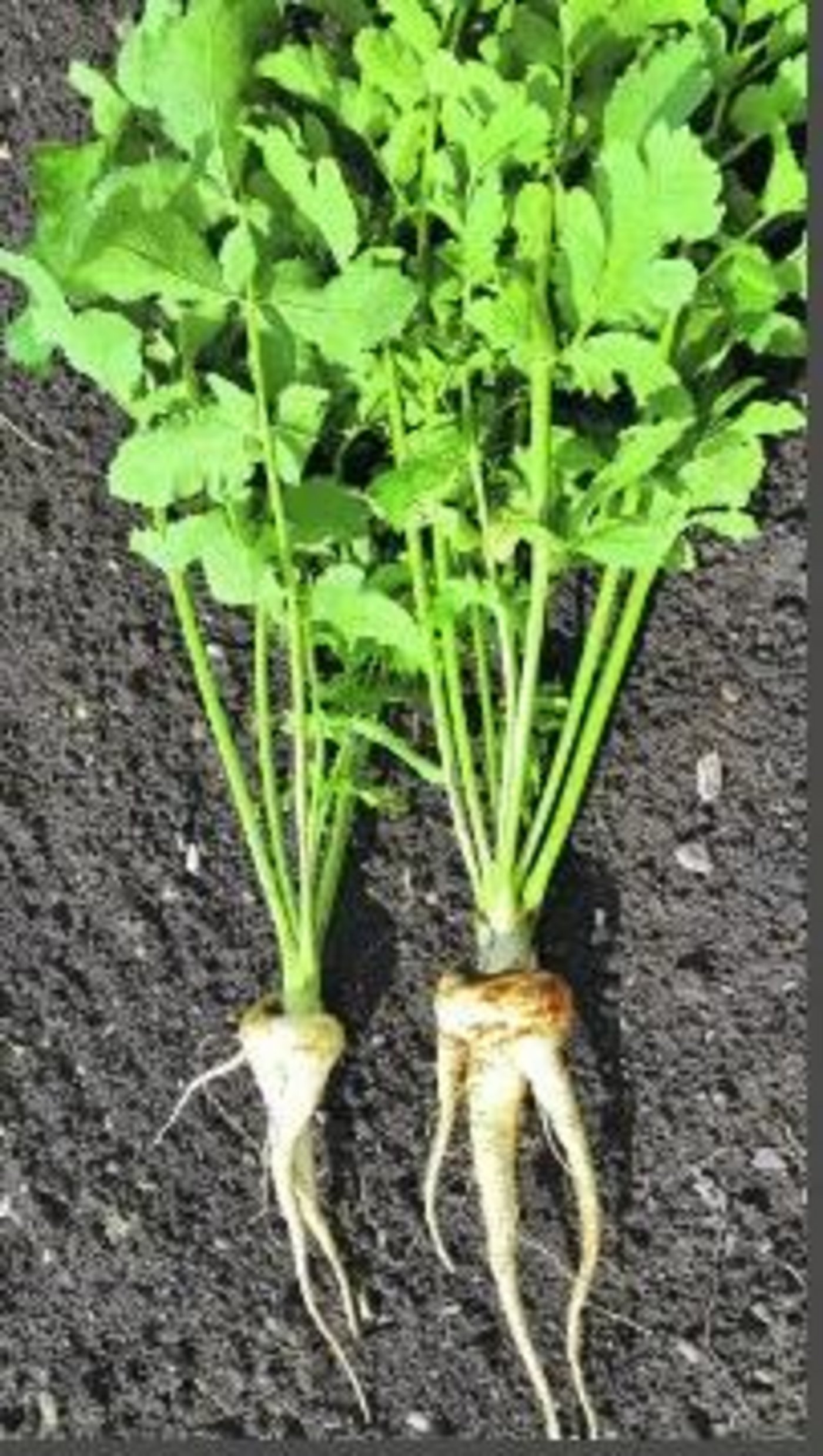 Die Pastinake schmeckt viel süsser, wenn sie erst nach dem ersten Frost geerntet wird.(Bild Carole Kündig)