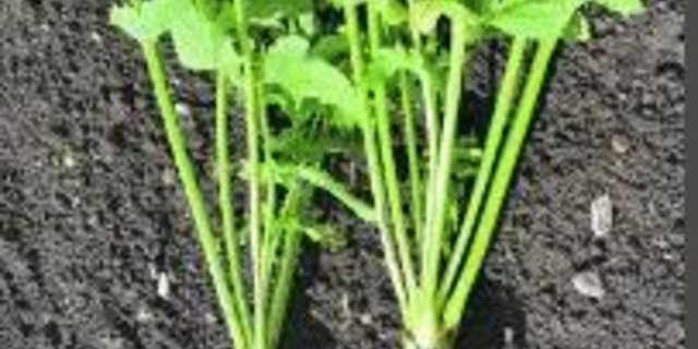 Die Pastinake schmeckt viel süsser, wenn sie erst nach dem ersten Frost geerntet wird.(Bild Carole Kündig)