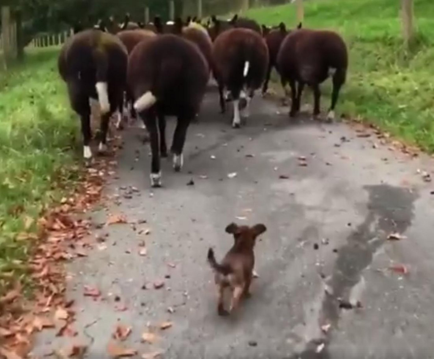 Klein, aber oho: Inca treibt Schafe. (Screenshot Zwartbles Ireland/Facebook)