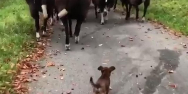 Klein, aber oho: Inca treibt Schafe. (Screenshot Zwartbles Ireland/Facebook)