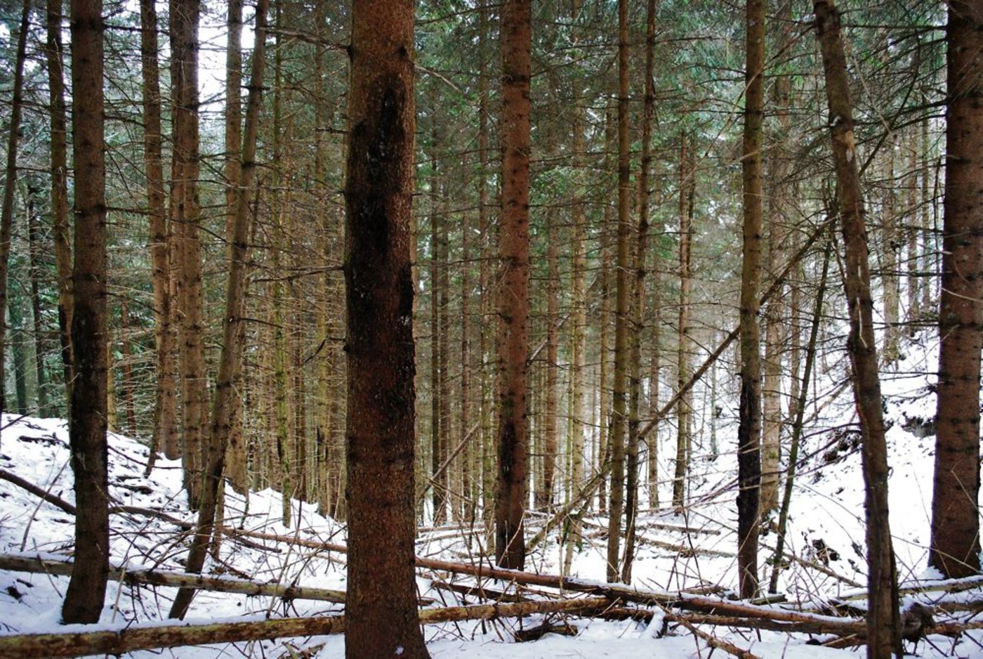 Ein Waldstück mit massiven Schälschäden oberhalb Sigriswil BE.   Die Rinde wird so stark beschädigt, dass das Bauminnere faul ist.