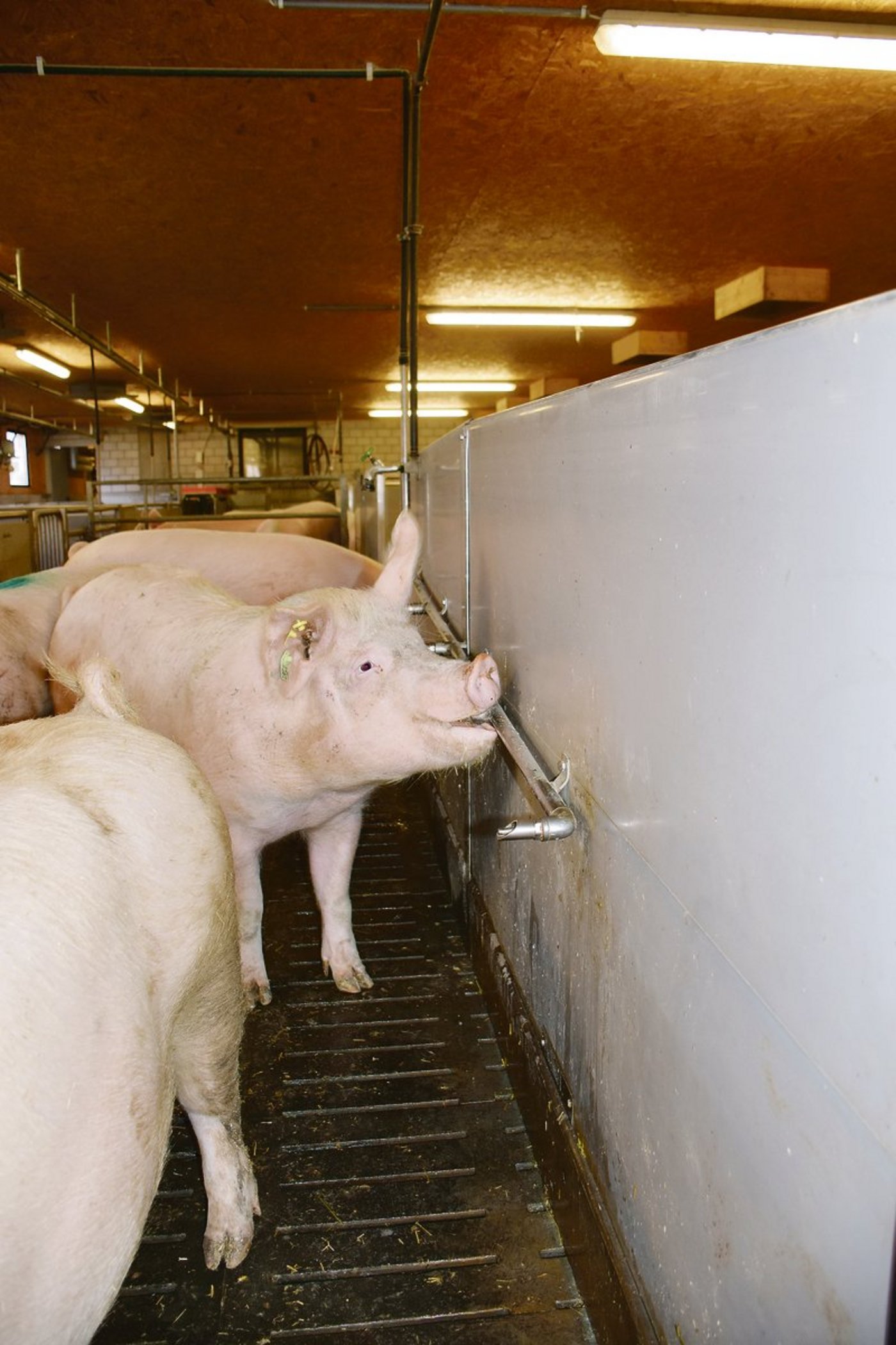 Gruppe mit tragenden Sauen: Sie brauchen täglich 10 bis 15 Liter Wasser in bester Qualität.(Bild Suisag)