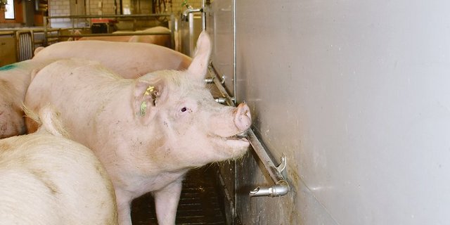 Gruppe mit tragenden Sauen: Sie brauchen täglich 10 bis 15 Liter Wasser in bester Qualität.(Bild Suisag)