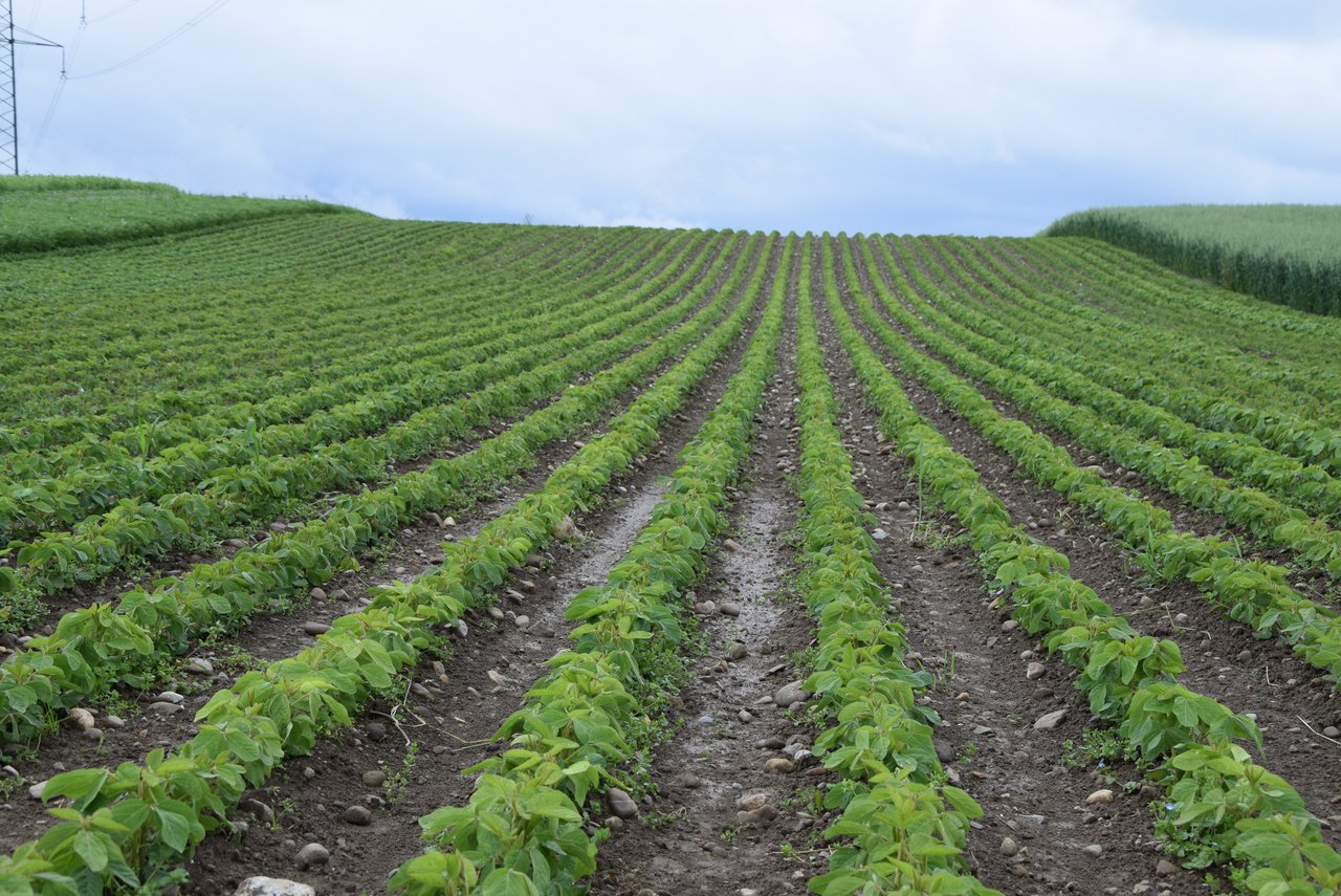 Die Vertragsmenge von Soja konnte auf einen Höchstwert von 7500 t ausgedehnt werden. Erreicht wurde diese mit den angemeldeten 3800 t aber nicht. Produzenten sind weiterhin gesucht. (Bild Katrin Erfurt)