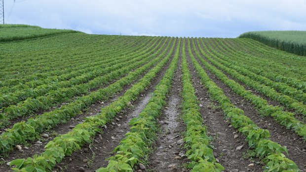 Die Vertragsmenge von Soja konnte auf einen Höchstwert von 7500 t ausgedehnt werden. Erreicht wurde diese mit den angemeldeten 3800 t aber nicht. Produzenten sind weiterhin gesucht. (Bild Katrin Erfurt)