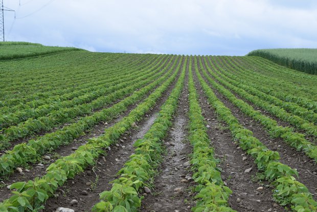 Für die Ernte 2022 werden weiter Raps- und Sojaproduzenten gesucht Die Vertragsmenge von Soja konnte auf einen Höchstwert von 7500 t ausgedehnt werden. Erreicht wurde diese mit den angemeldeten 3800 t aber nicht. Produzenten sind weiterhin gesucht. (Bild Katrin Erfurt)