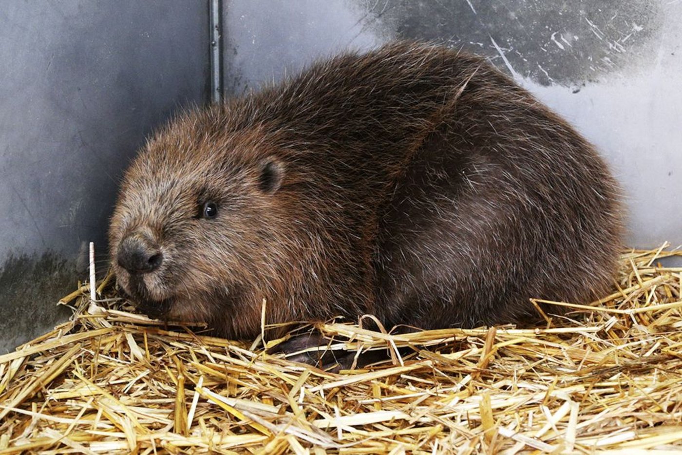 aus den Eltern und drei Jungtieren.