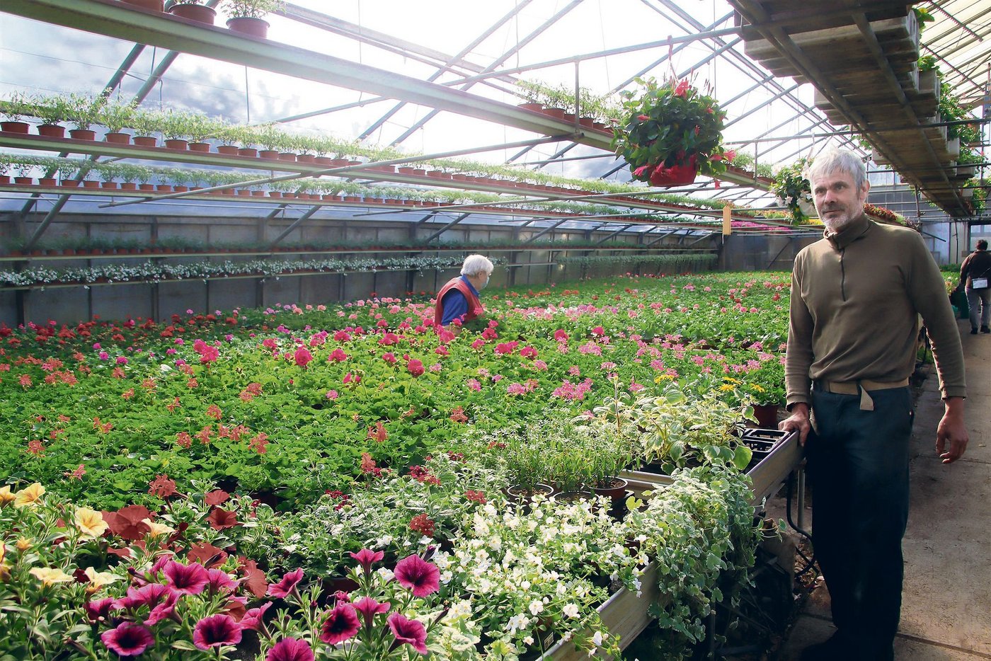 Geranien, so weit das Auge reicht: Die Kundinnen und Kunden können in der Gärtnerei Lottenbach aus einer grossen Auswahl an selber gezogenen Geranien auswählen.(Bilder Roland Müller)