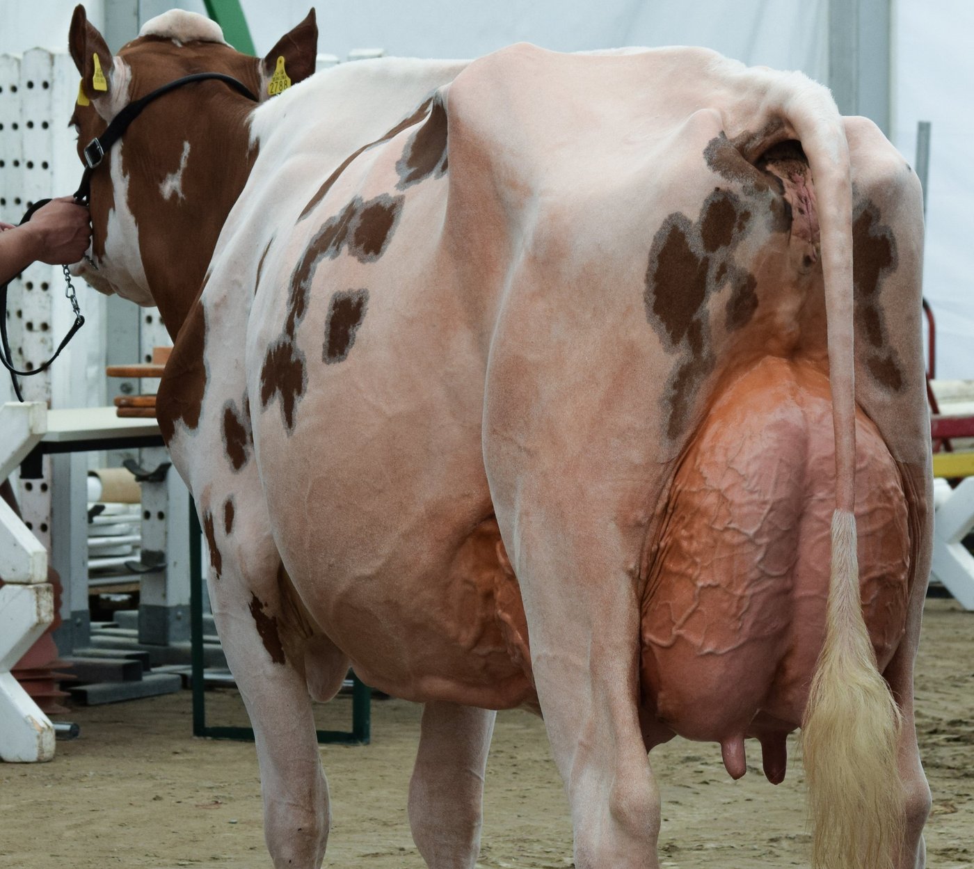 Eliteschau 2016: Bei dieser Kuh liegt die Vermutung nahe, dass sie bereits Ödeme hat. Eine zuverlässige Bestimmung war damals noch nicht möglich. (Bild BauZ)