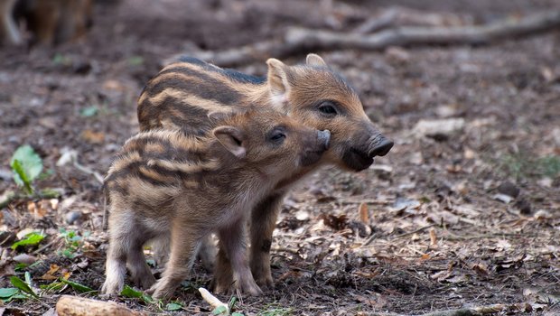 Wildschweine, Steinböcke und Rothirsche breiten sich aus Wildschweine profitieren von wärmeren Wintern, in solchen Jahren überleben mehr Frischlinge. (Bild Pixabay)