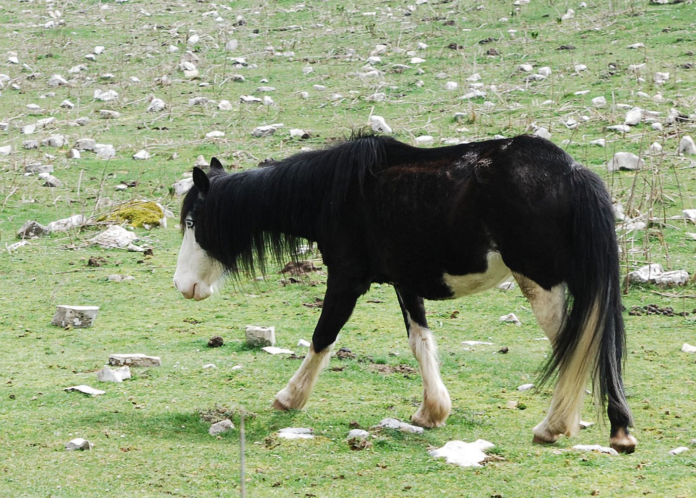 Symbolbild: So ausgemagerte Stuten sind auf den Blutfarmen zu finden. (Bild Emanuele)