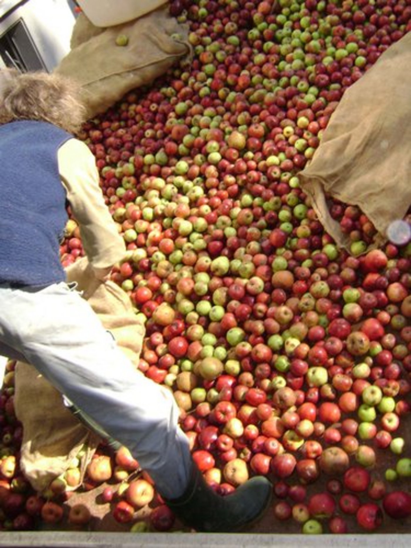 An Äpfeln mangelt es derzeit angesichts rekordhoher Ernte und hoher Lagerbestände nicht. (Bild: Regula Gschwend/landwirtschaft.ch)