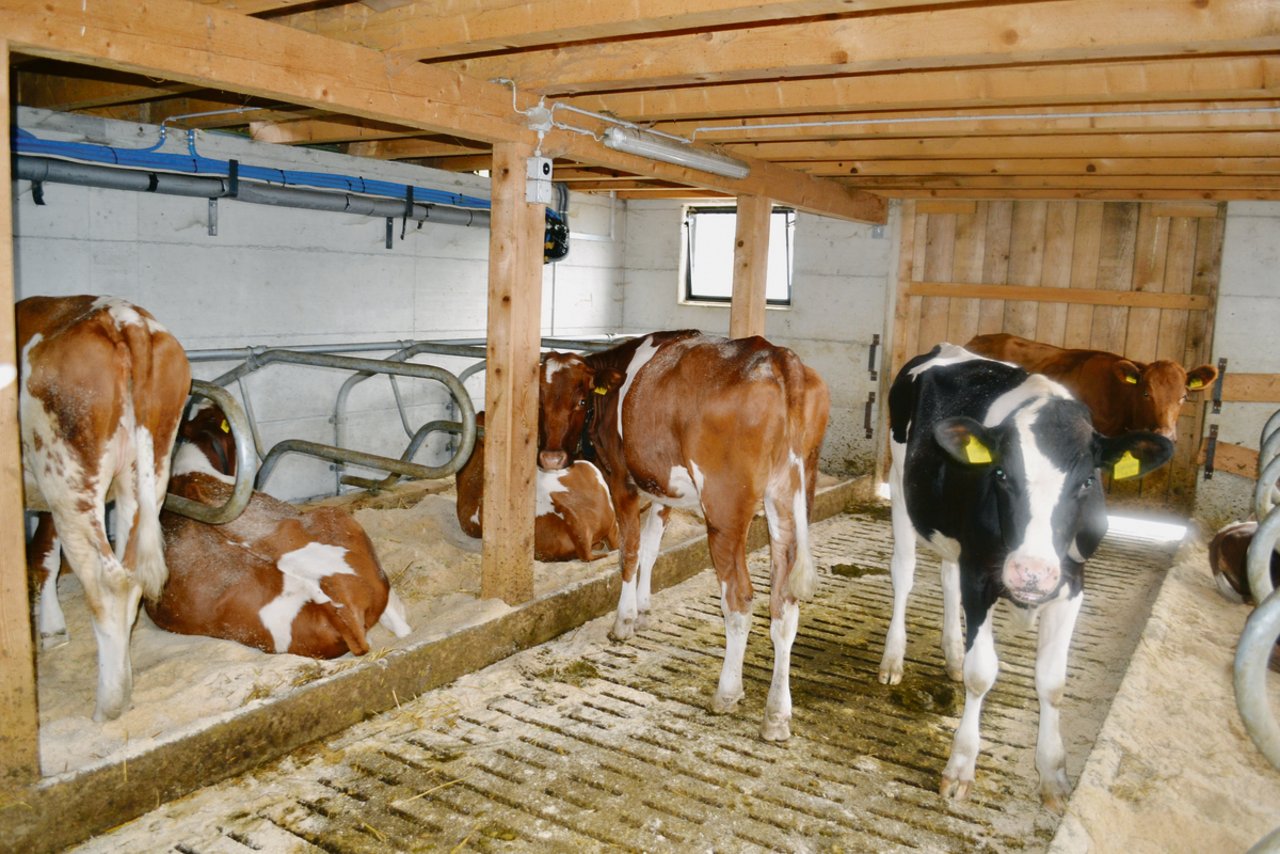 Die Rinder sind auf der nahgelegenen Pachtalp Buchhüttli untergebracht. Nachts wird geweidet. (Bilder Peter Fankhauser)