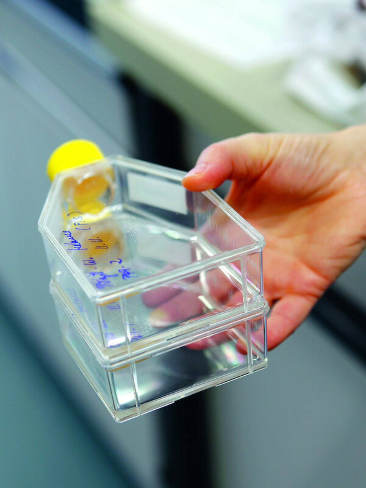 In solchen Flaschen werden bis zu 10 Millionen Kiemenzellen kultiviert. (Bild Eawag)