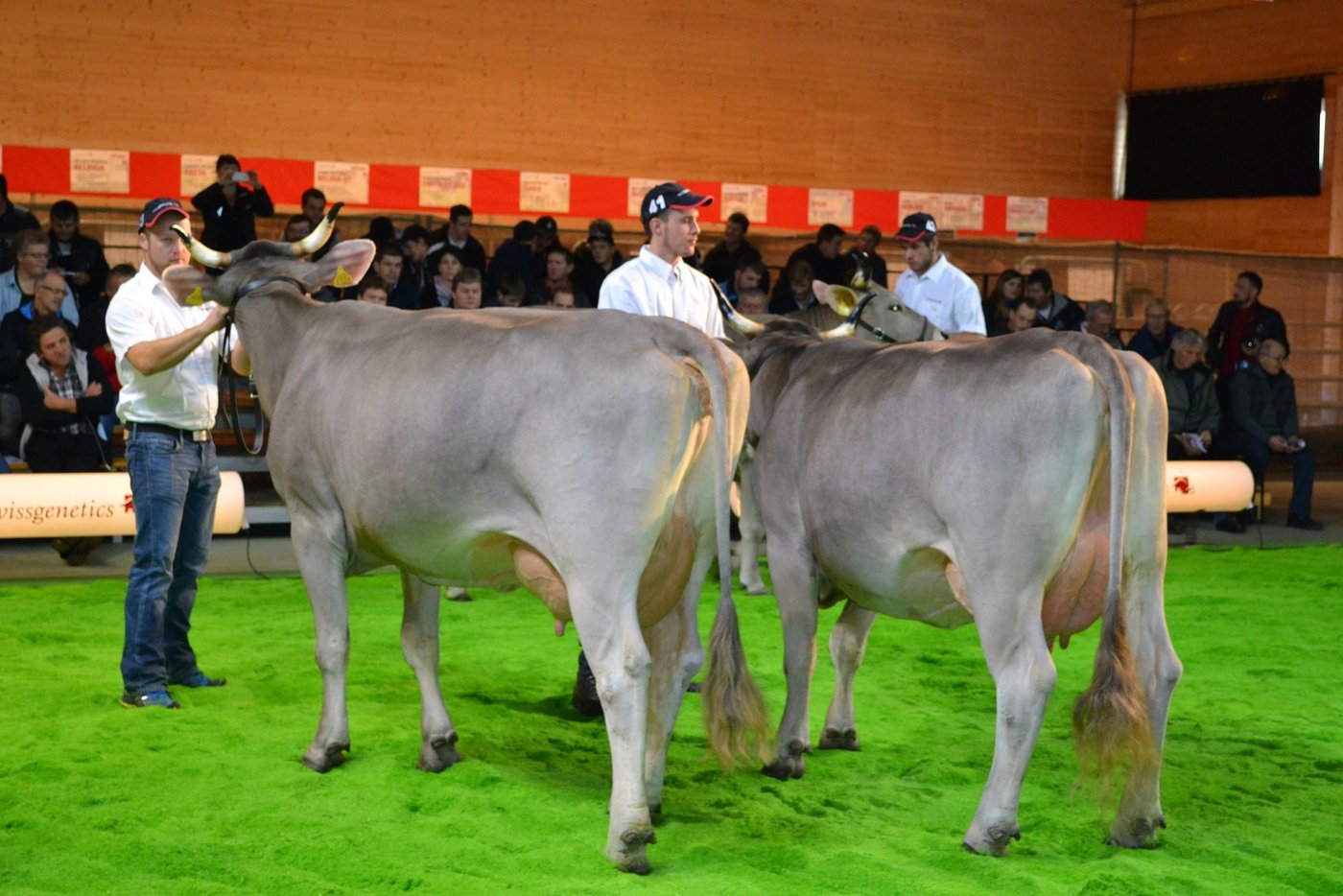 Die einzige OB-Gruppe: Winzer Orelio präsentierte typstarke Kühe, mit fester Lende und korrekten Becken.