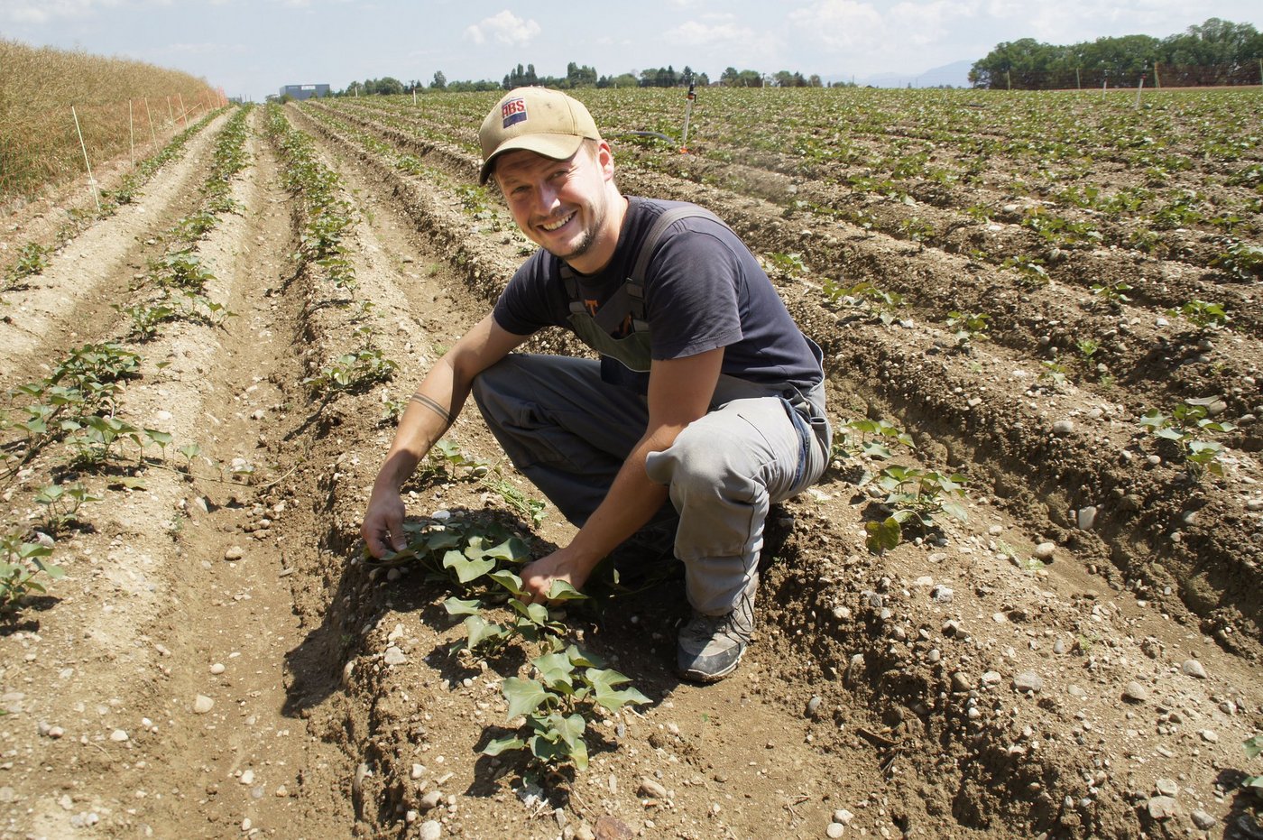 Nebst Frühkartoffeln - die je nach Witterung ab Mitte Mai geerntet werden - bauen Seilers auch Süsskartoffeln an. (Bilder ts)