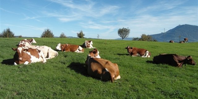 «Graslandbasierte Milch- und Fleischproduktion» ist das Grünfutterprogramm des Bundes. (Bild Pixabay)