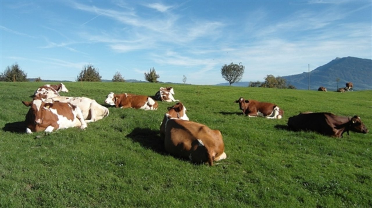 «Graslandbasierte Milch- und Fleischproduktion» ist das Grünfutterprogramm des Bundes. (Bild Pixabay)