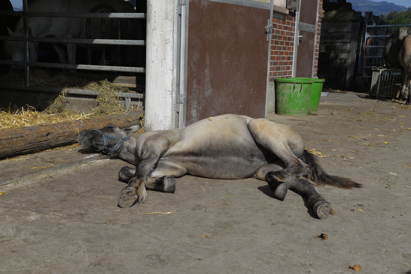 Das Fohlen macht an der Sohne ein Nickerchen, während seine Mutter gemolken wird.