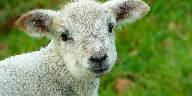 Der Besitzer musste das Tier notschlachten. (Symbolbild Pixabay)