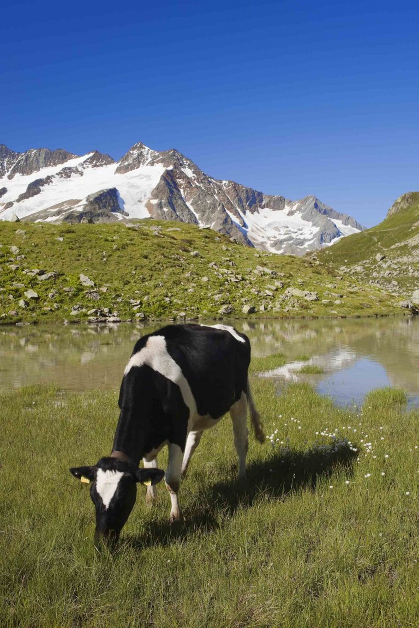 Müssen Rinder im Kanton Uri bald nicht mehr versichert werden? (Bild Christian Camenzind/landwirtschaft.ch)