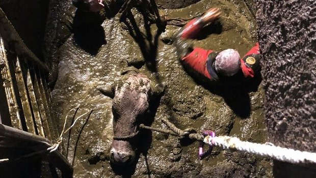 Alte Güllelöcher-Abdeckungen aus Holzbrettern stellen ein grosses Unfallrisiko dar. Aber auch in modernen Ställen lauern etliche Gefahrenquellen. GTRD-Chef Ruedi Keller hat einfache Tipps zur Vermeidung solcher Notfälle.